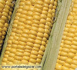 Hidratos de carbono Carbohidratos