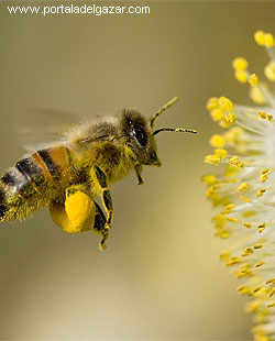 La Miel de abejas propiedades Adelgazar